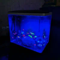 ماهی اکواریوم