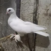 تبریزی اویناق ماده بشرط