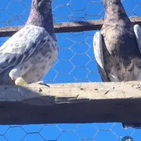 کوهی سرول نامور|پرنده|شراء, |دیوار