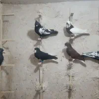 فروش کفتر در شهرستان نی ریز