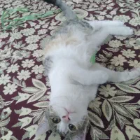 گربه