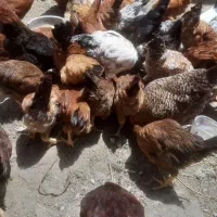 خروس ومرغ|حیوانات مزرعه|رشت, فلسطین|دیوار