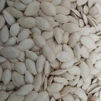 کدو گوشتی درجه یک|عمدهفروشی|سده (فارس), |دیوار