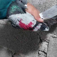 باسلام تعداد کبوتر پرشی|پرنده|رودبنه, |دیوار