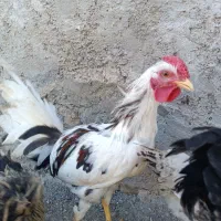 خروس ومرغ