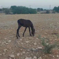 کره اسب مادیان