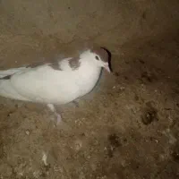 خال چپ