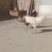 خروس های جوان و زیر قیمت|حیوانات مزرعه|داران, |دیوار