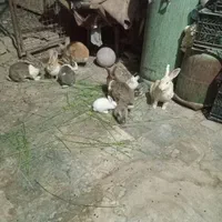 بچه خرگوش خیلی ناز|موش و خرگوش|زاهدان, |دیوار