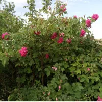 فروش نهال گل سرخ