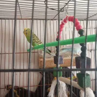 یک جفت مرغ عشق آماده تخم گذاری|پرنده|تربت جام, معدآباد|دیوار