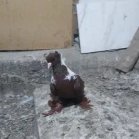 قرمز نشان اوچان نر