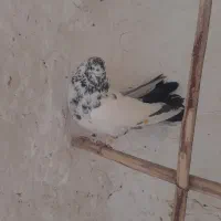 کبوتر پرشی|پرنده|قم, آذر (نکویی)|دیوار