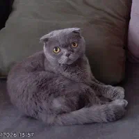 واگذاری گربه اسکاتیش فولد بلو اصیل