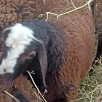 بره نر 60کیلویی سالم|حیوانات مزرعه|گرمسار, |دیوار