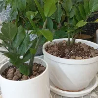 فروش انواع گل خانگی به قیمت عمده بدلیل جابه جابی|گل و گیاه طبیعی|جهرم, |دیوار