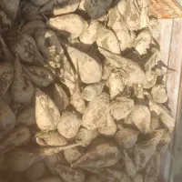 چغندر|عمده‌فروشی|سلماس, |دیوار