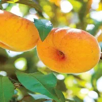 نهال شیرین و ابدار