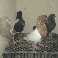 کبوتر سینه ای|پرنده|رامهرمز, |دیوار