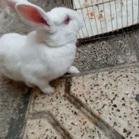 خرگوش بازیگوش|موش و خرگوش|مشهد, شهید قربانی|دیوار