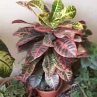 چند عدد گل زیبا|گل و گیاه طبیعی|یاسوج, |دیوار