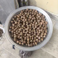 گردو