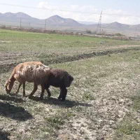 میش بره دار