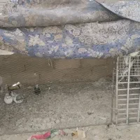 قفس بزرگ ..مرغ|لوازم جانبی حیوانات|خاش, |دیوار