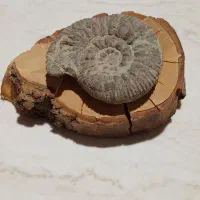 فسیل آمونیت ۶۵ میلیون ساله