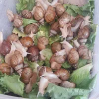 فروش حلزون در سایزهای مختلف