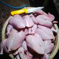 تلفات مرغ و پاک شده و شسته شده آماده فریز غذا سگ