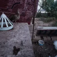 فروش سه عدد مرغ محلی وبوقلمون|حیوانات مزرعه|عطاملک, |دیوار