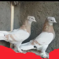 فروش یک جفت زرد کاغذی