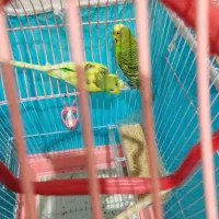 یک جفت مرغ عشق سالم سالم سالم سرحال سرحال|پرنده|هشتگرد, فاز ۷ مهستان|دیوار