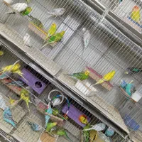 مرغ عشق انواع رنگ ها|پرنده|تبریز, |دیوار