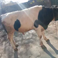 گاو نر|حیوانات مزرعه|انزل, |دیوار