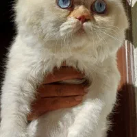 گربه پرشین ردپوینت نر