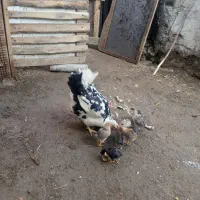 مرغوخروس رسمی