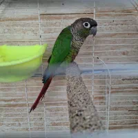 طوطی|پرنده|برازجان, |دیوار