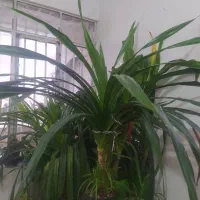 گل طبیعی پاندانوس