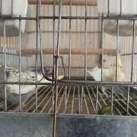 جفت عروس هلندی|پرنده|برازجان, |دیوار