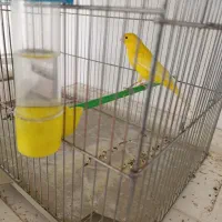 قناری|پرنده|ایلام, |دیوار