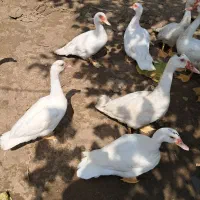 اردک اسراییلی سفید|حیوانات مزرعه|کوچصفهان, |دیوار