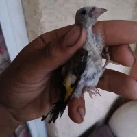 جوجه سهره نره بشرط|پرنده|شاهین‌شهر, طالقانی|دیوار