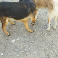 سگ ژرمن ماده|سگ|مشهد, همت آباد|دیوار