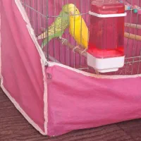 مرغ عشق|پرنده|صحنه, |دیوار