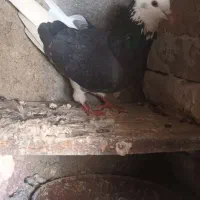 شازده ابلغ سیاه زیبا و پرشی و کله خالدار