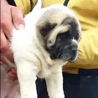 توله های الابای روسی