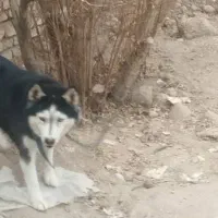 فروش سگ هاسکی|سگ|یزد, |دیوار