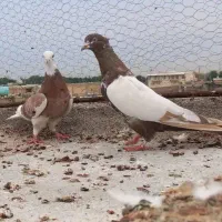 تعدادی گرفتنی شرط دور بازی پامیل|پرنده|دزفول, |دیوار